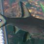 freshwater fish - balantiocheilus melanopterus - bala shark stocking in 25 gallons tank - Bala Shark