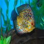 freshwater fish - phoenix discus stocking in 55 gallons tank - Phoenix!