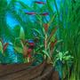 freshwater fish - paracheirodon axelrodi - cardinal tetra stocking in 55 gallons tank - These are my Cardinal Tetras.