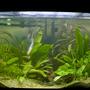 47 gallons planted tank (mostly live plants and fish) - my second attempt at a planted tank, this time with a little more success.