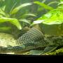 freshwater fish - glyptoperichthys gibbiceps - sailfin pleco (l-83) stocking in 47 gallons tank - my wee 11 incher