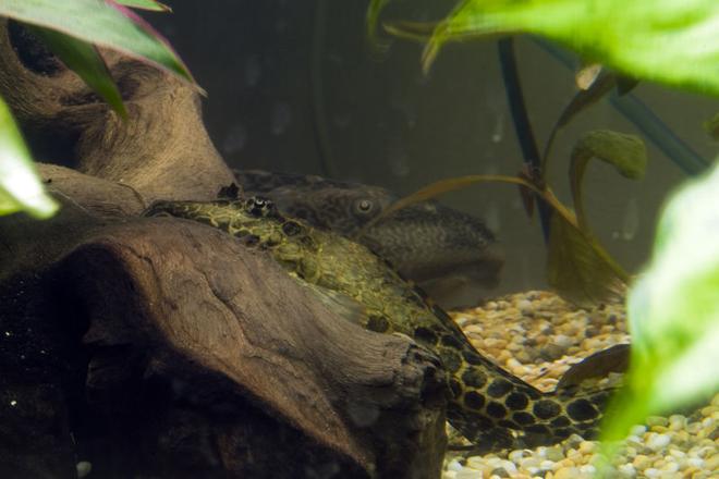 freshwater fish - peckoltia sp. - yellow prince tiger pleco (l-72) stocking in 47 gallons tank - my 4 incher, and his big mate looking on.