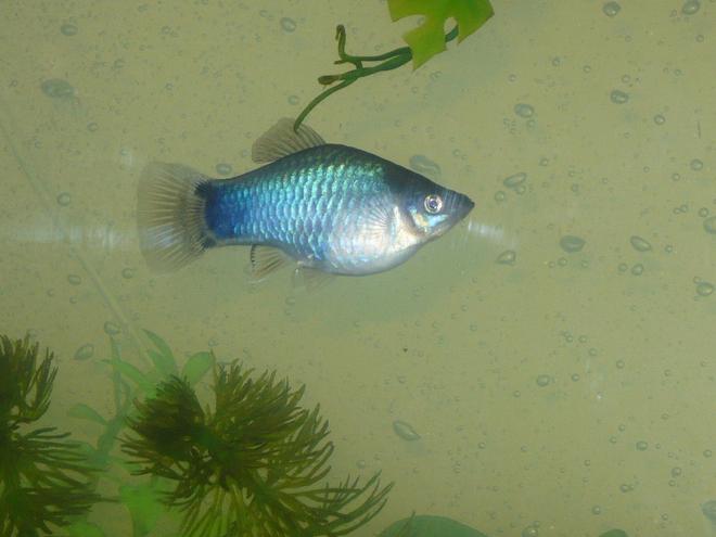 freshwater fish - xiphophorus maculatus - mickey mouse platys stocking in 55 gallons tank - mickey. think is a platy but could be wrong. first picture i could get where he wasn't completely blurry.