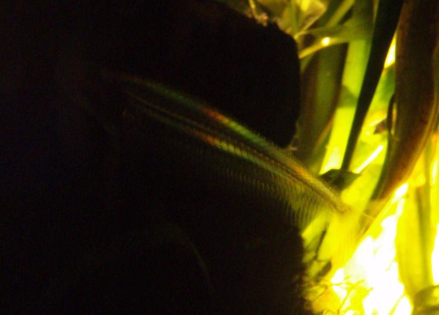 Rated #2108: Freshwater Fish - Kryptopterus Bicirrhis - Ghost Glass Cat Stocking In 70 Gallons Tank - Glass Catfish