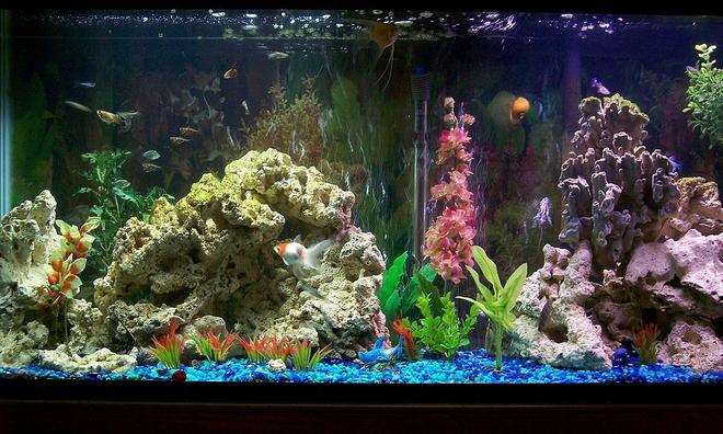 55 gallons freshwater fish tank (mostly fish and non-living decorations) - 55 gal freshwater community
