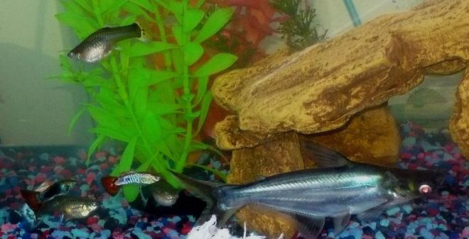 55 gallons freshwater fish tank (mostly fish and non-living decorations) - my iridescent shark an some very brave guppies