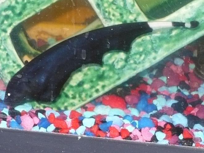 freshwater fish - apteronotus albifrons - black ghost knifefish stocking in 55 gallons tank - black ghost knife now 5 inches long