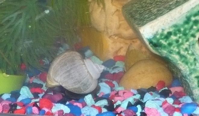 corals inverts - pomacea bridgesii - mystery snail stocking in 55 gallons tank - one of my mystery snails. in person the shell is more blue than in the picture