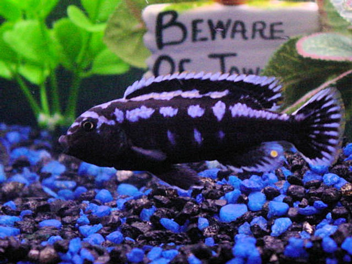 freshwater fish - melanochromis johannii - johanni cichlid stocking in 55 gallons tank - My healthy Electric blue johanni Cichlid