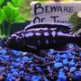 freshwater fish - melanochromis johannii - johanni cichlid stocking in 55 gallons tank - My healthy Electric blue johanni Cichlid