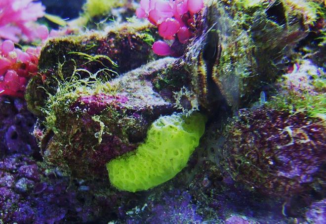 corals inverts stocking in 65 gallons tank - nice rock