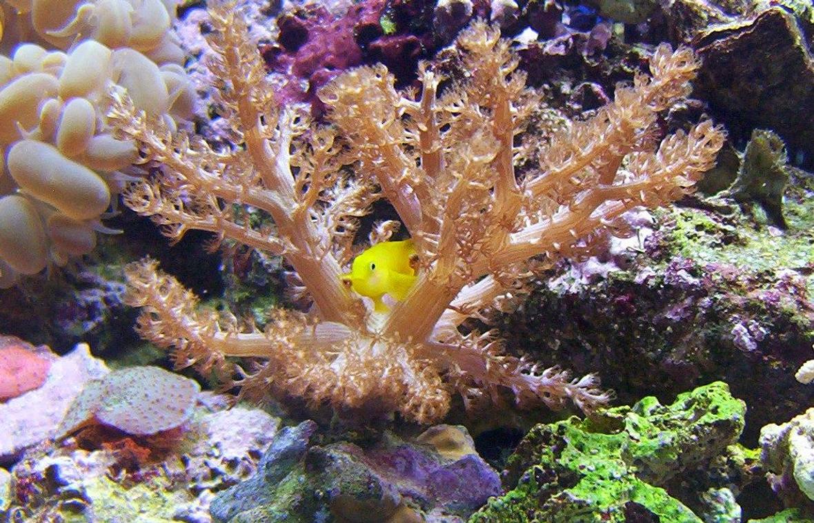 saltwater fish - gobiodon okinawae - clown goby, yellow stocking in 65 gallons tank - another one kenya tree.