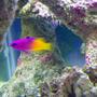 saltwater fish - gramma loreto - royal gramma basslet stocking in 40 gallons tank - Jenny the Royal Gramma