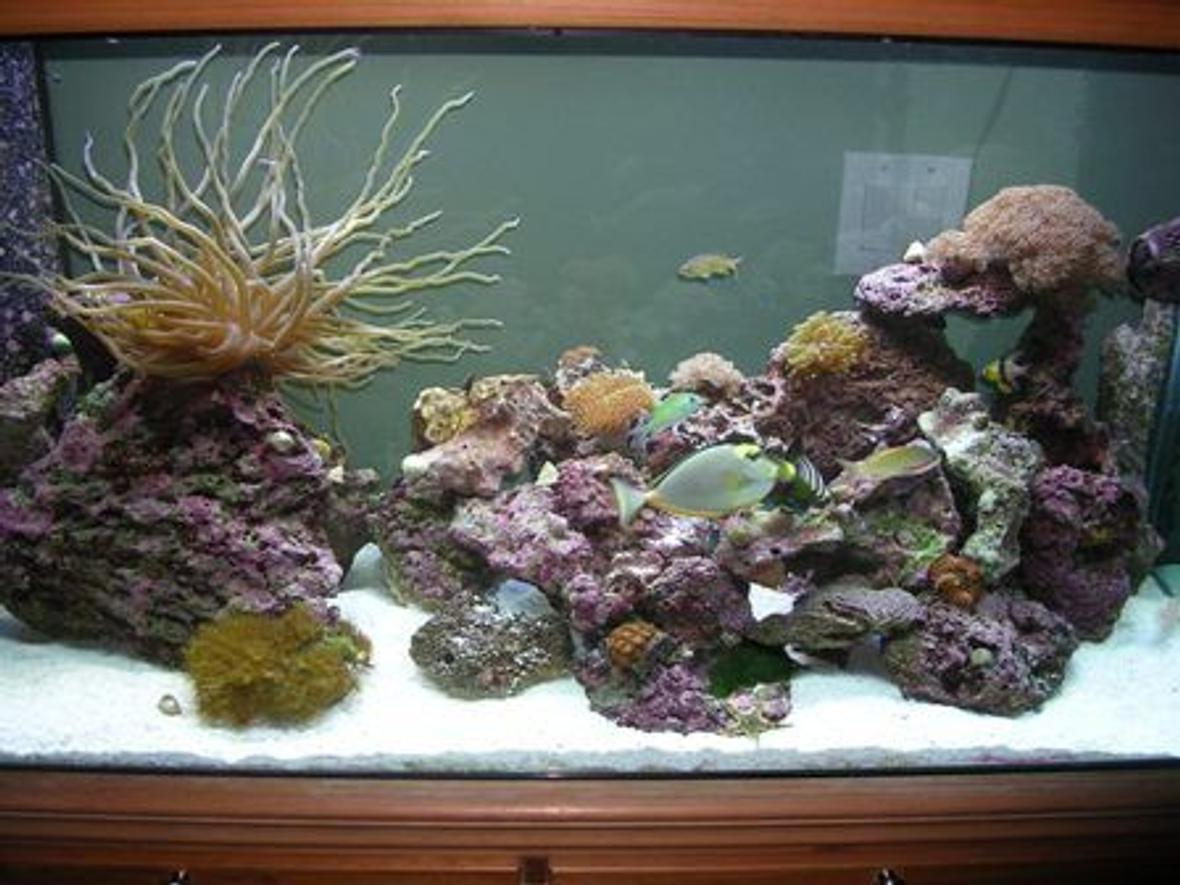 90 gallons reef tank (mostly live coral and fish) - Recent but far from being done picture! Compliments to Fish Of Eden for all there great advice!