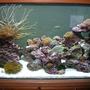 90 gallons reef tank (mostly live coral and fish) - Recent but far from being done picture! Compliments to Fish Of Eden for all there great advice!