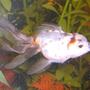fish tank picture - My female calico goldfish, she's so pretty!