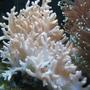 fish tank picture - White Thin Finger Leather Coral
