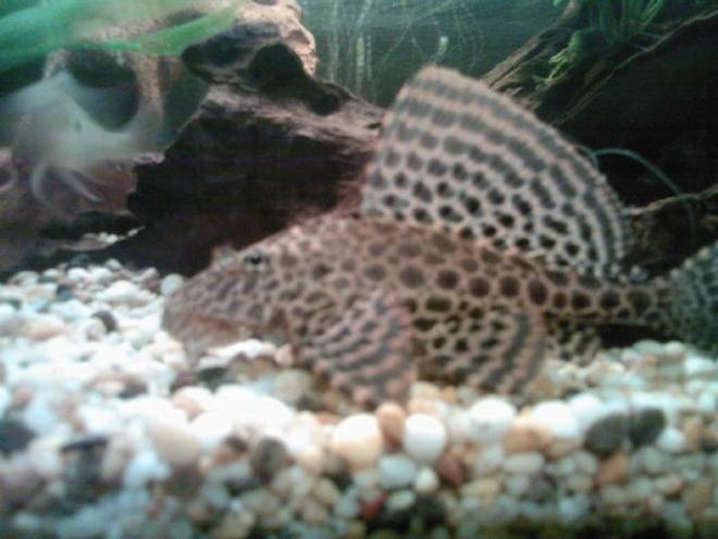 freshwater fish - glyptoperichthys gibbiceps - sailfin pleco (l-83) stocking in 70 gallons tank - sailfin pleco