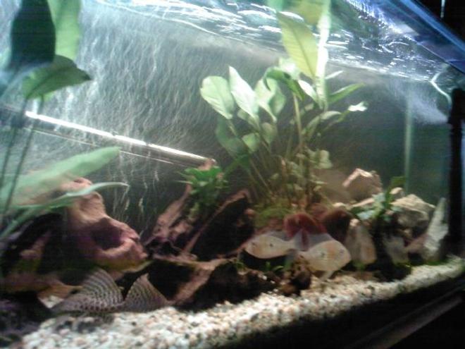 70 gallons freshwater fish tank (mostly fish and non-living decorations) - tank