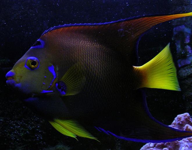 saltwater fish - holacanthus ciliaris - queen angelfish stocking in 55 gallons tank - The ruler of my tank! Queen Angel.