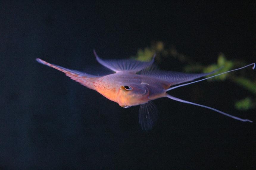 Rated #64: Freshwater Fish - Pterophyllum Sp. - White Blushing Angel Stocking In 90 Gallons Tank - my angel