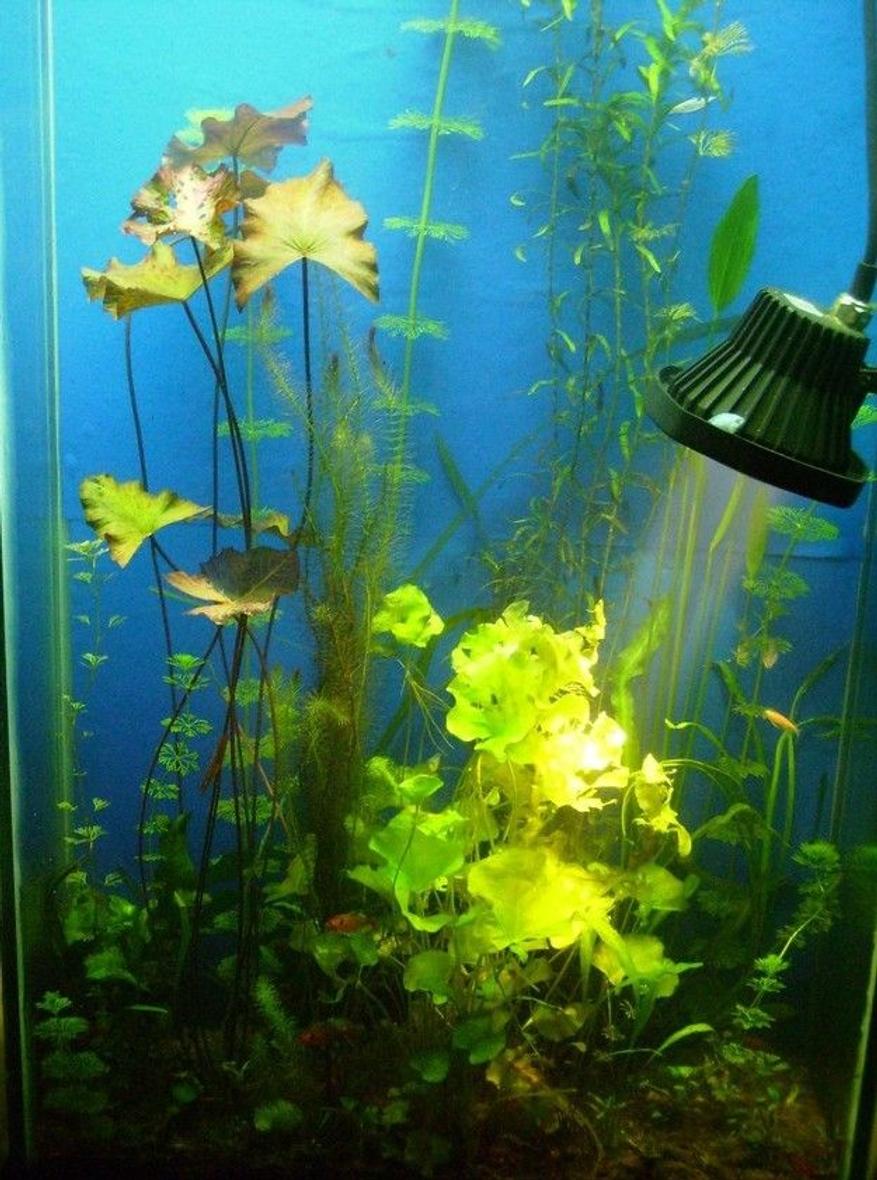 Rated #203: 150 Gallons Planted Tank - The planted tank that doesn't exist anymore, but has a better variant.. couldn't maintain a 5 feet high tank, took up the challenge of growing high light plants with a 5 feet height, its possible but time consuming