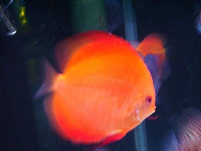 freshwater fish - super melon discus stocking in 150 gallons tank - The Super Melon