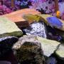 freshwater fish - labidochromis caeruleus - electric yellow cichlid stocking in 75 gallons tank - Some pics of my fish