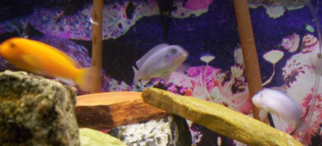 freshwater fish - pseudotropheus estherae - red zebra cichlid stocking in 75 gallons tank - Some pics of my fish
