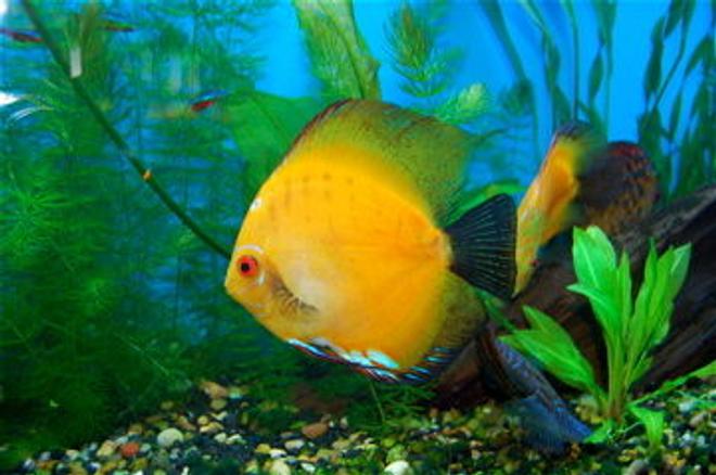 freshwater fish - morning glory discus stocking in 55 gallons tank - This is my Morning Glory Discus =)