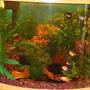 fish tank picture - My 26 gallon bowfront goldfish tank.