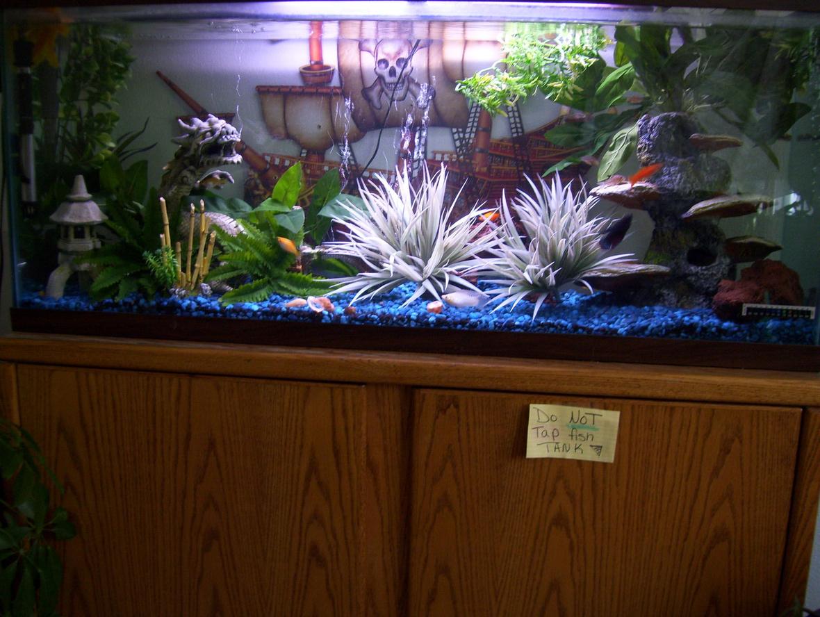 55 gallons freshwater fish tank (mostly fish and non-living decorations) - 55 gal