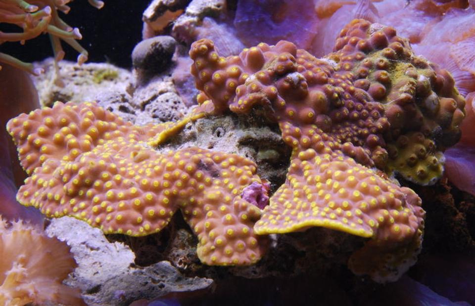 corals inverts - turbinaria sp. - cup coral stocking in 125 gallons tank - Scrool coral in 125 reef