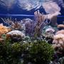 fish tank picture - 125 reef center
