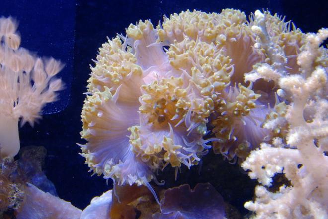 corals inverts - plerogyra sp. stocking in 125 gallons tank - Bubble Coral in 125 reef