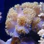 corals inverts - plerogyra sp. stocking in 125 gallons tank - Bubble Coral in 125 reef