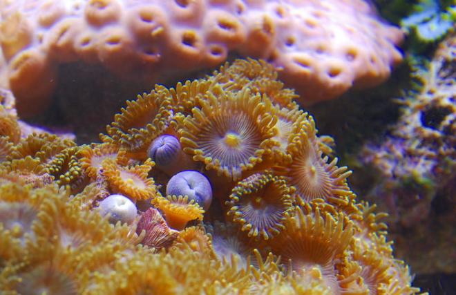 corals inverts - zoanthus sp. - spiderman zoos stocking in 125 gallons tank - Zoas in 125 reef
