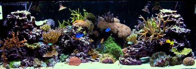 180 gallons reef tank (mostly live coral and fish) - 180G mixed reef