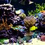 fish tank picture - 180G close up