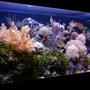fish tank picture - Tank shot from left 125 reef
