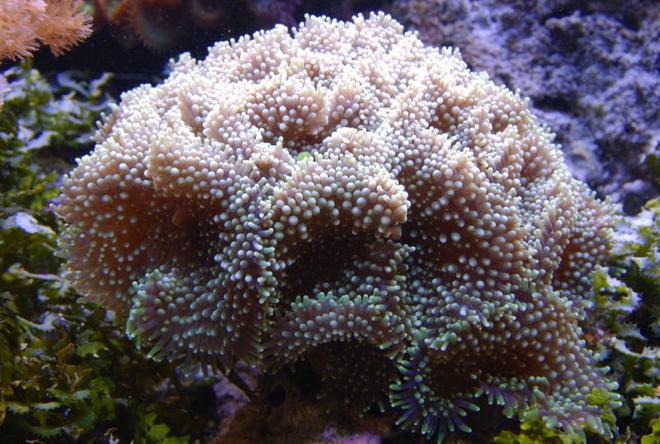 corals inverts - ricordea florida - ricordea mushroom stocking in 125 gallons tank - Ricordea in 125 reef