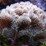 corals inverts - ricordea florida - ricordea mushroom stocking in 125 gallons tank - Ricordea in 125 reef