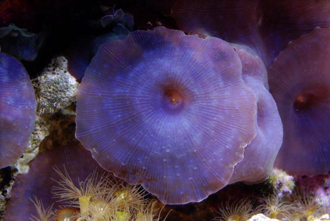 corals inverts - actinodiscus sp. - blue mushroom stocking in 125 gallons tank - Blue Mushroom in 125 reef