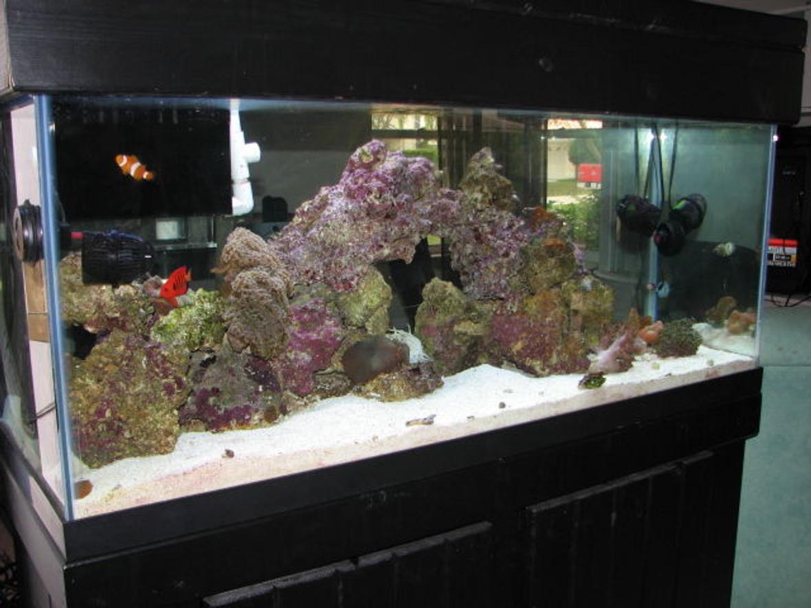 75 gallons reef tank (mostly live coral and fish) - Updated Image 2/8/2008