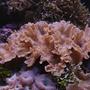 corals inverts - sinularia brassica - cabbage leather coral stocking in 125 gallons tank - Sinularia Dura in 125 reef