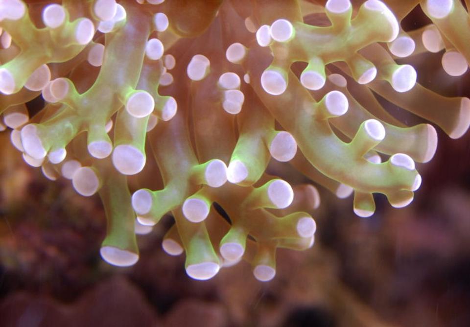 corals inverts - euphyllia paradivisa - frogspawn coral stocking in 125 gallons tank - Detail of Frogspawn in 125 reef