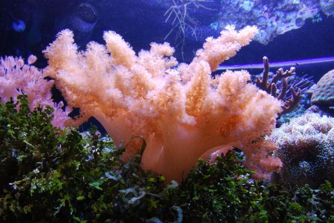 corals inverts - cladiella sp. - cauliflower colt coral stocking in 125 gallons tank - Colt coral in 125 reef