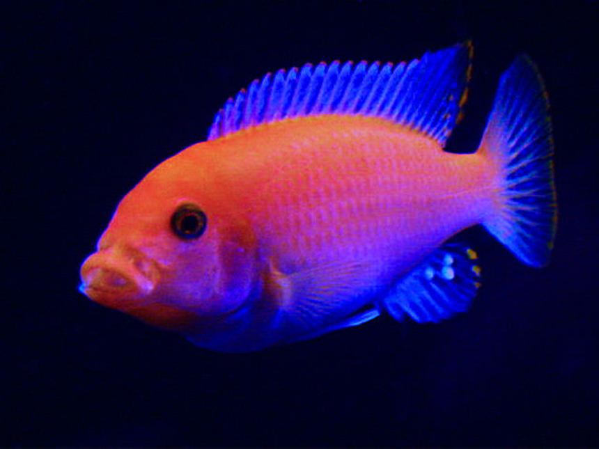 Rated #8: Freshwater Fish - Pseudotropheus Estherae - Red Zebra Cichlid Stocking In 55 Gallons Tank - My Red Zebra that has amazing color and is a very bright fish in my tank. This fish may be the biggest in my tank but it is very friendly and not agressive at all