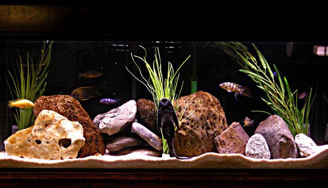 55 gallons freshwater fish tank (mostly fish and non-living decorations) - Mix male tank.