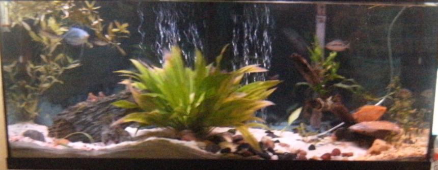 Rated #2926: 55 Gallons Freshwater Fish Tank - my tnak